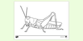 What is a grasshopper