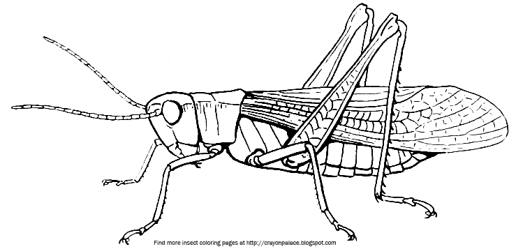 Crayon palace grasshopper coloring page