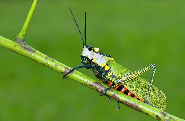 Northern spotted grasshopper poster by k jayaram