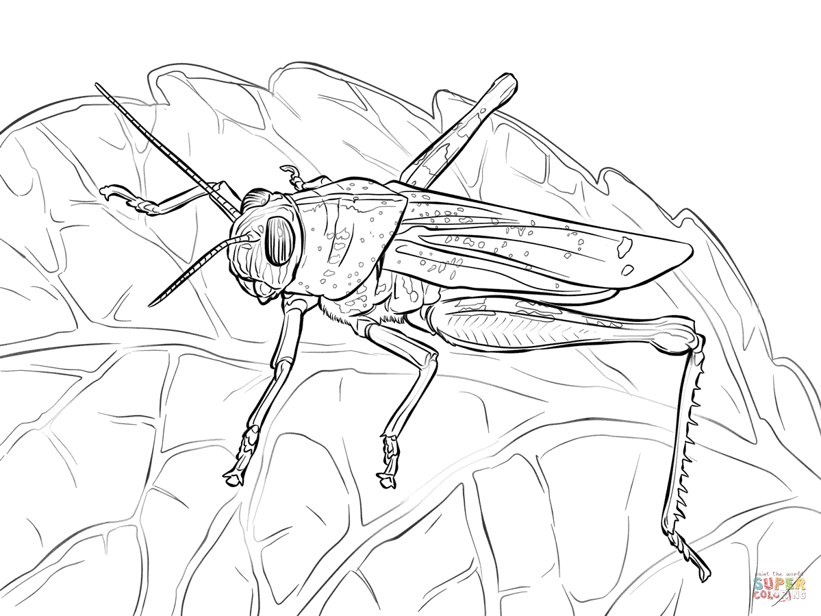 Egyptian grasshopper coloring page free printable coloring pages