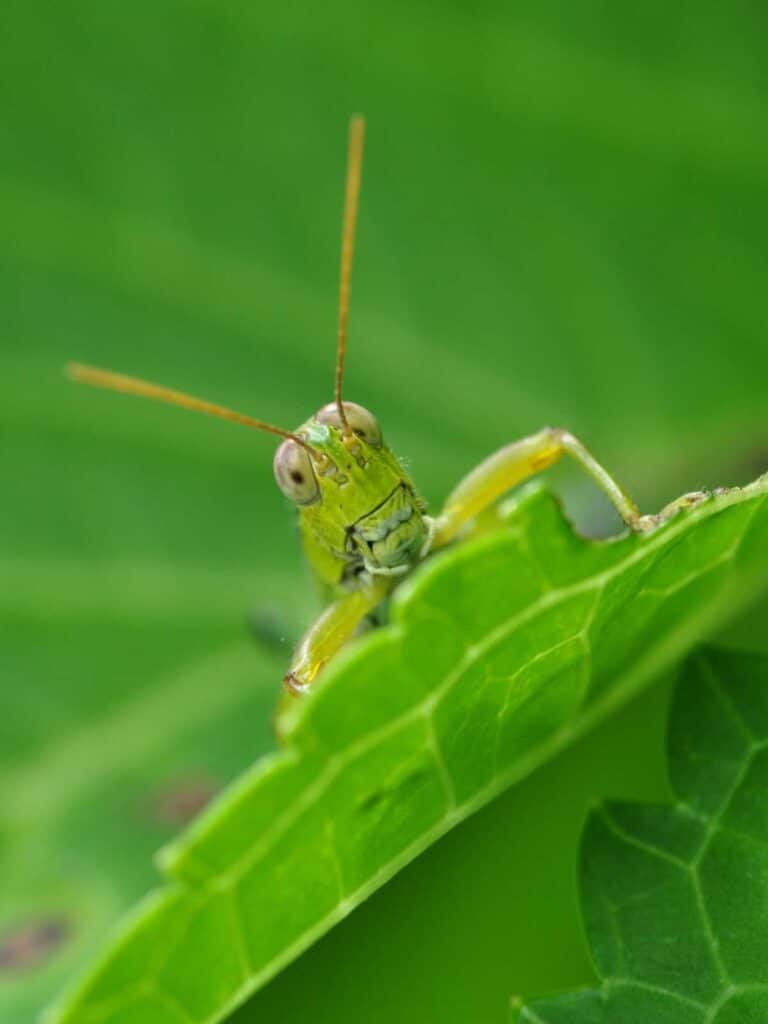 Unique grasshopper coloring pages