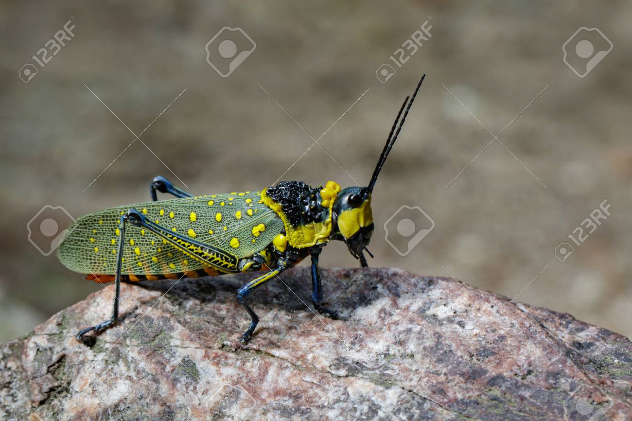 Image of spotted grasshopper aularches miliaris on the rocks insect animal stock photo picture and royalty free image image