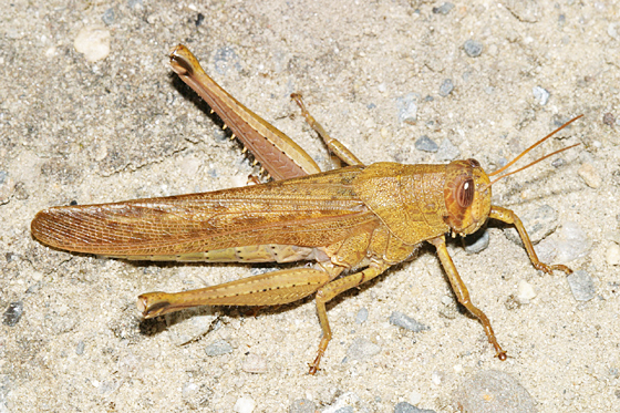 Spotted bird grasshopper