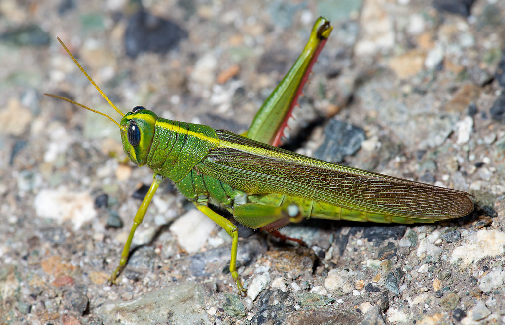 Spotted bird grasshopper schistocerca lineata the schistâ