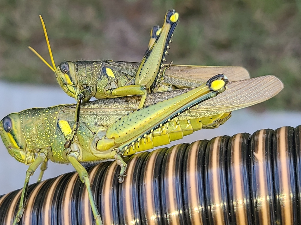 Spotted bird grasshopper orthoptera of iowa