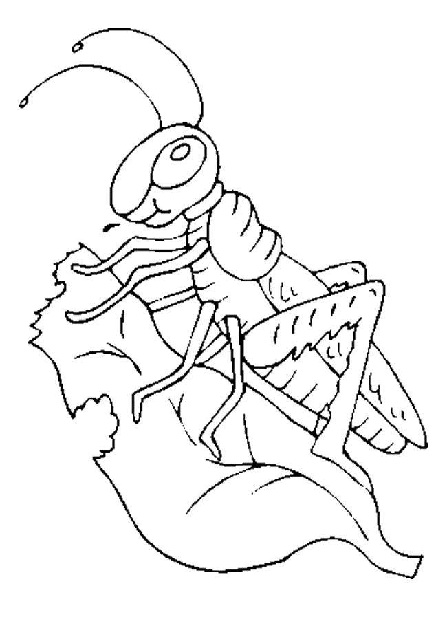 Grasshopper coloring page