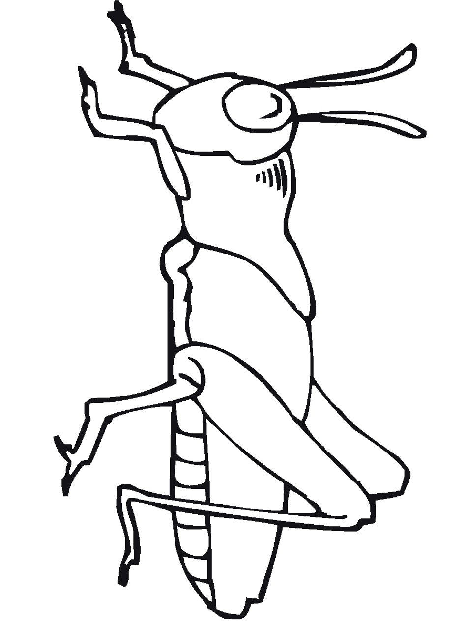 Bug insect coloring pages