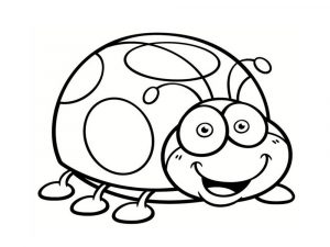 Insects