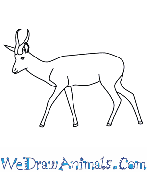 How to draw a springbok