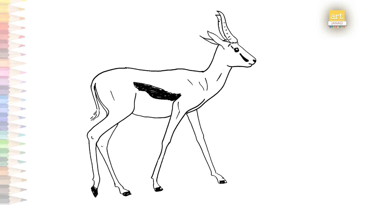 Springbok drawing how to draw springbok antelope drawing step by step drawing tutorials art