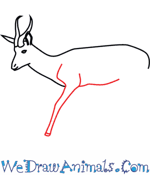 How to draw a springbok
