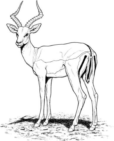 Impala antelope coloring page free printable coloring pages
