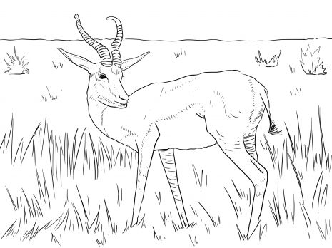 Realistic springbok coloring page super coloring animal coloring pages animal printables coloring pages