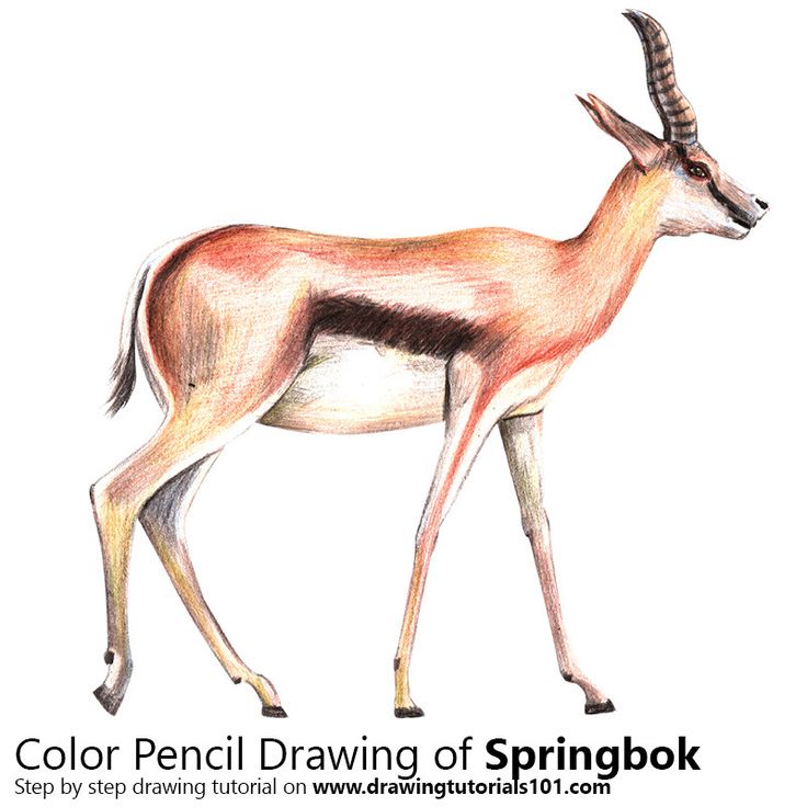 Drawingtutorials color pencil drawing springbok animals wild