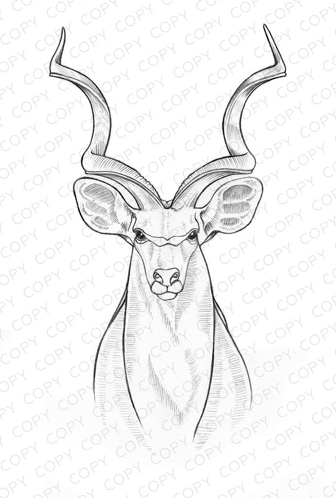 Coloring page drawings ashley cameron design pencil drawings of animals elephant drawing drawings