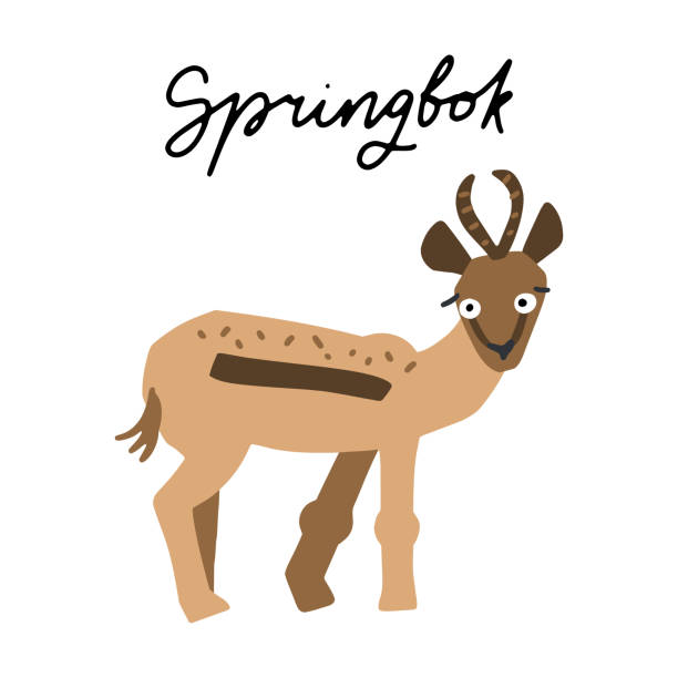 Springbok drawings stock illustrations royalty