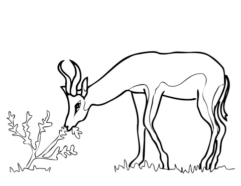 Springbok from south africa coloring page free printable coloring pages