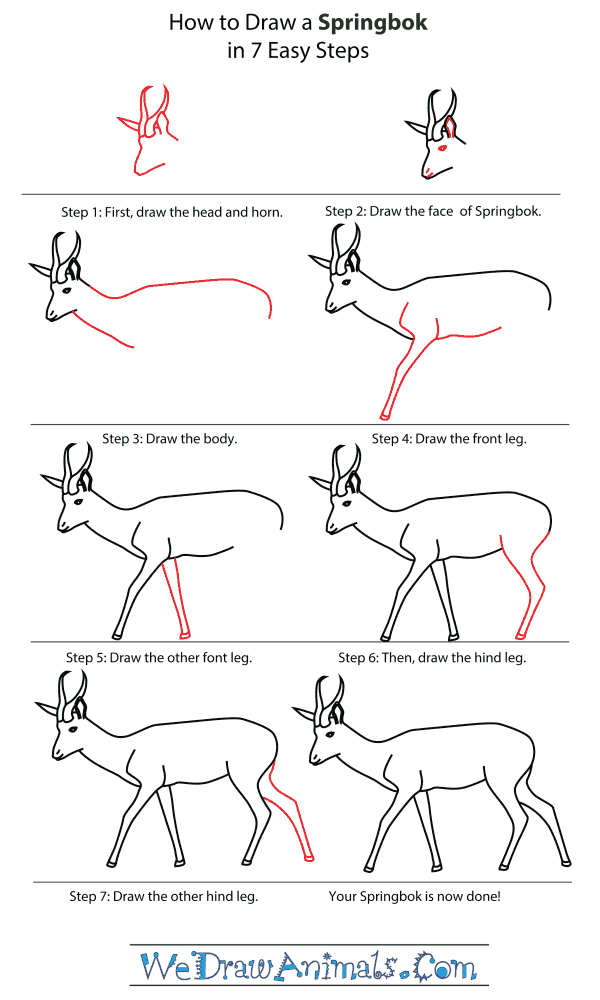 How to draw a springbok