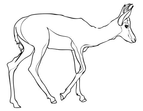 Springbok coloring page free printable coloring pages