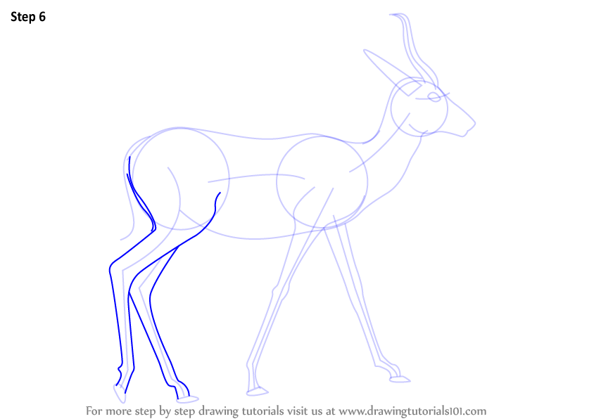 How to draw a springbok wild animals step by step