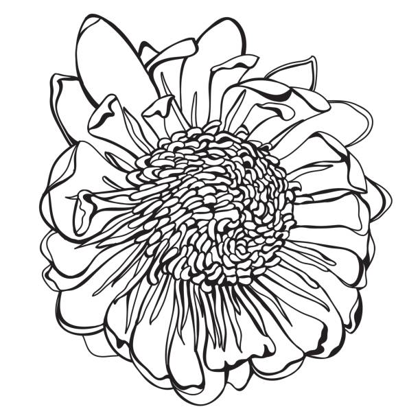 Springbok drawings stock illustrations royalty