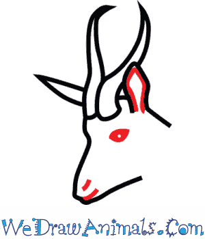How to draw a springbok