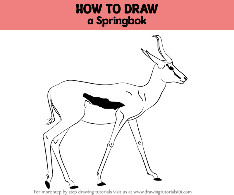 How to draw a springbok wild animals step by step