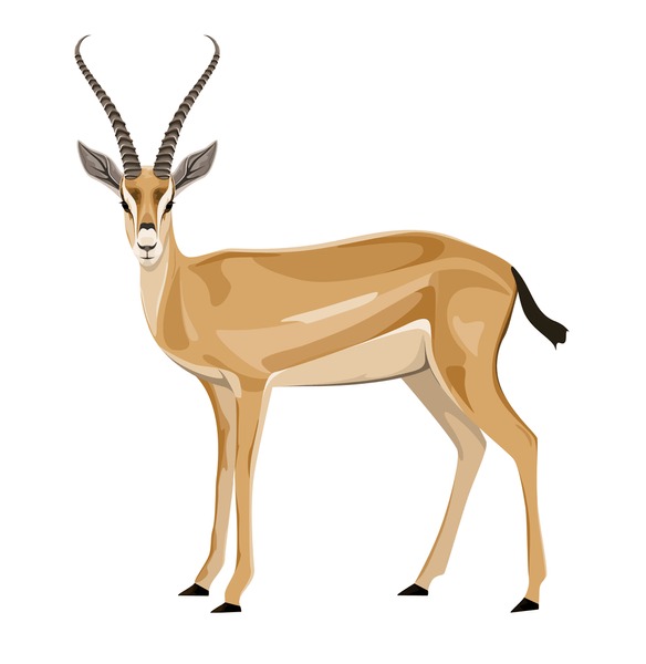 Antelope drawing images stock photos d objects vectors