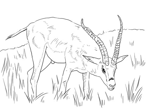 Grants gazelle coloring page free printable coloring pages