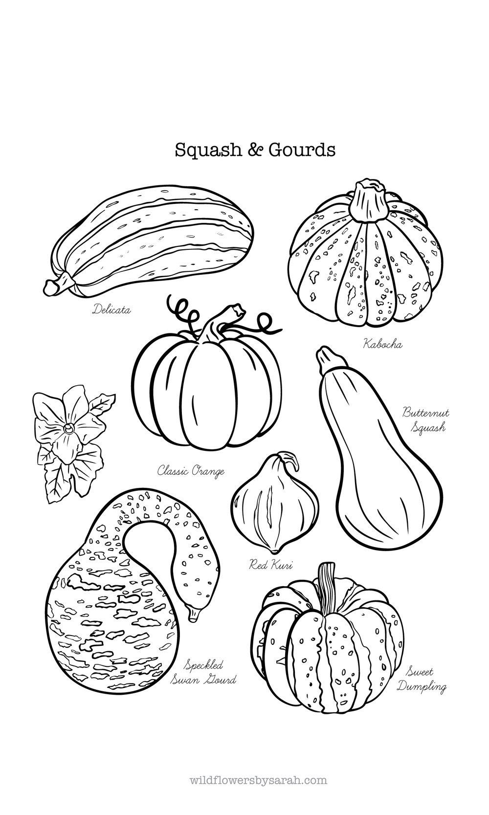 Squash gourds nature coloring pages â wildflowers