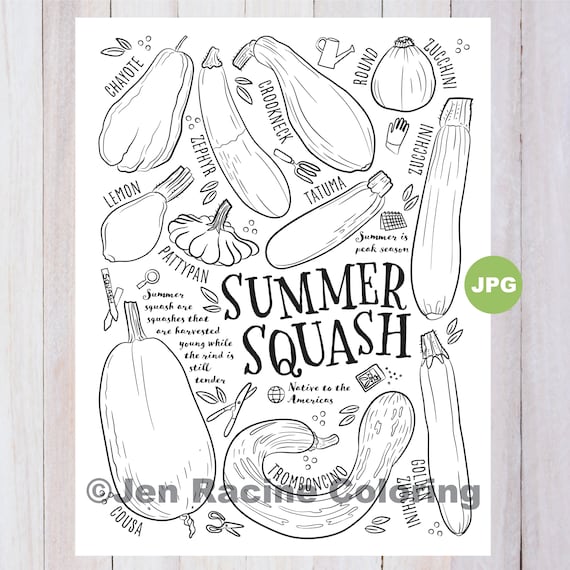 Squash coloring page summer squash vegetable coloring page garden gardening homegrown vegetable coloring pages