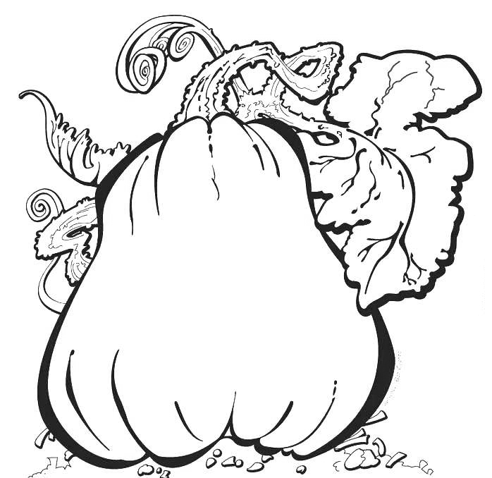 Squash coloring pages