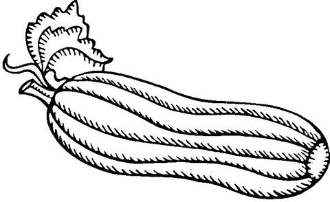 Green zucchini coloring page from squash category select from printable crafts of cartoons â coloring pages green zucchini free printable coloring pages