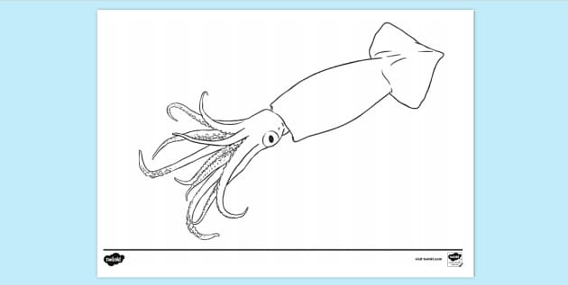 Squid louring sheet louring sheets teacher made