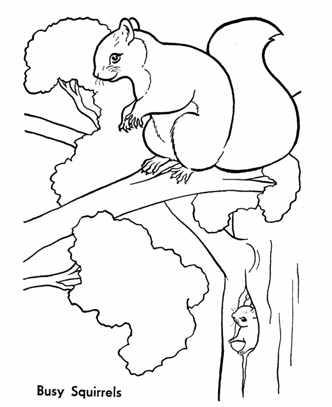 Squirrel loring pages photos squirrel loring page animal loring pages loring pages