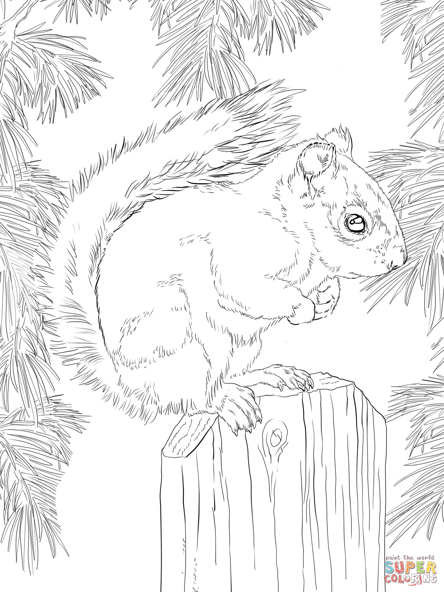 American red squirrel coloring page free printable coloring pages