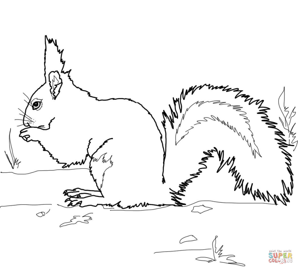 Red squirrel coloring page free printable coloring pages