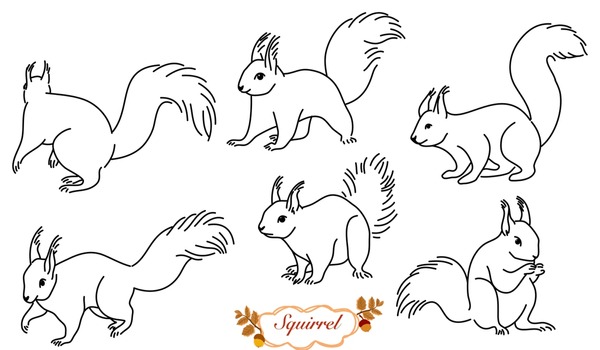 Black white squirrel royalty