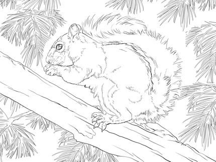 Eastern grey squirrel coloring page supercoloring squirrel coloring page eastern gray squirrel coloring pages