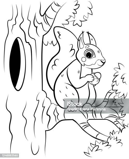 Printable coloring page outline of cute cartoon squirrel on tree with hazelnut vector image with forest background coloring book of forest wild animals for kids stock illustration