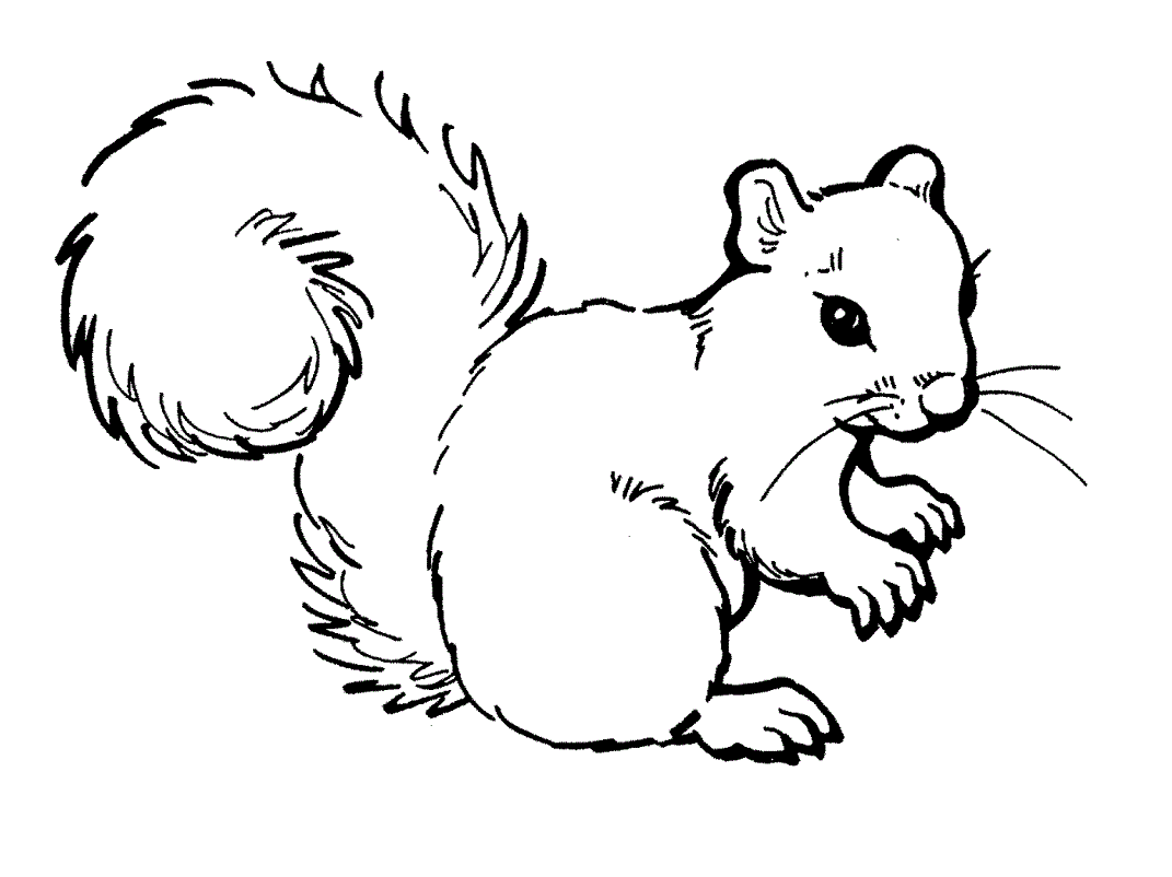 Free printable squirrel coloring pages for kids