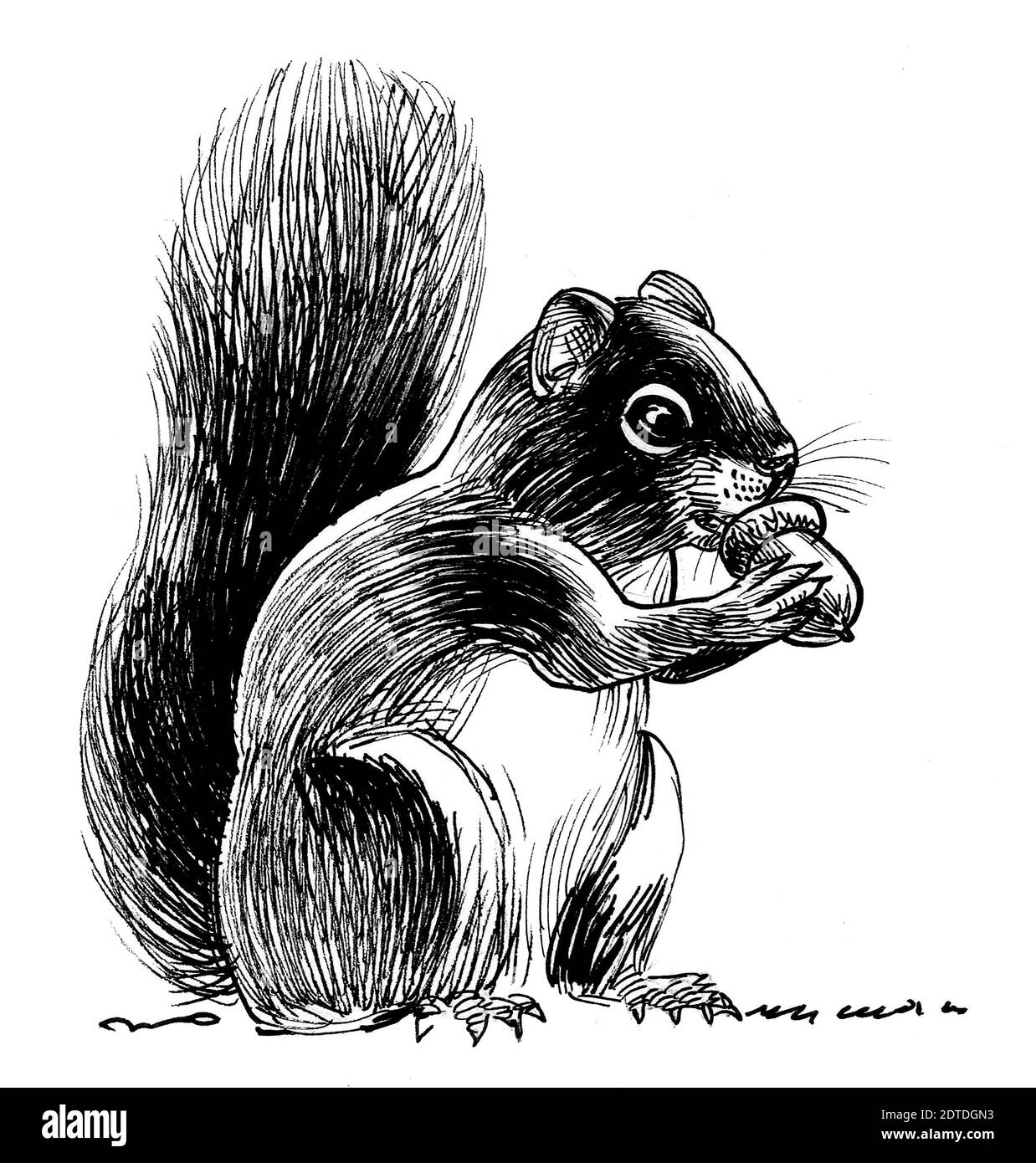 Squirrel eating acorn black and white stock photos images