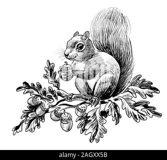 Squirrel eating acorns ink black and white drawing stock photo
