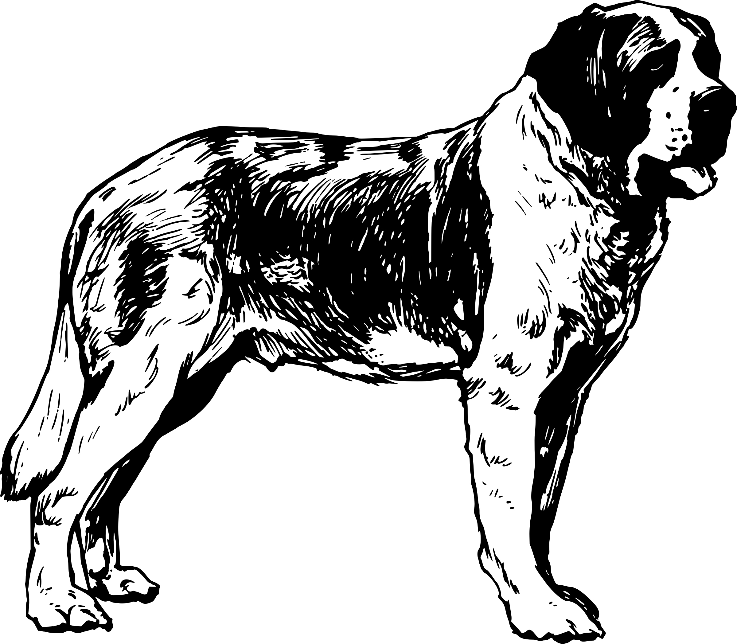 St bernard coloring pages