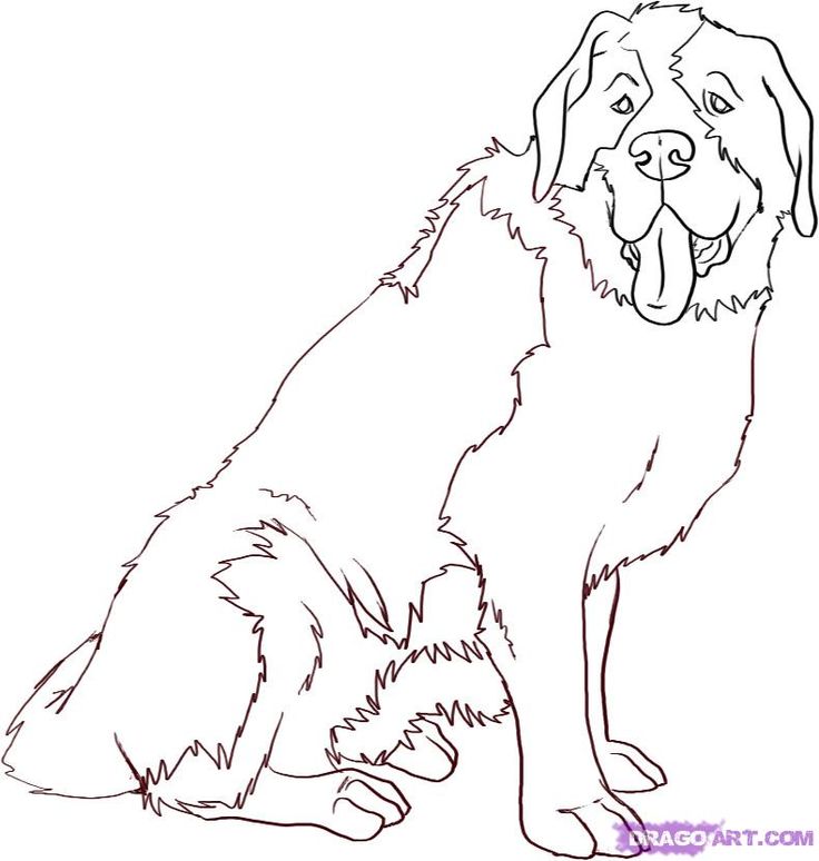 How to draw a saint bernard step by step pets animals free online drawing tutorial added by dawn april â st bernard dogs dog coloring page saint bernard