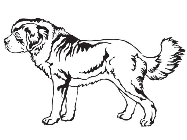 Decorative standing portrait of st bernard dog vector illustration stock illustration