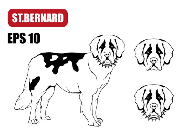 St bernard vector images