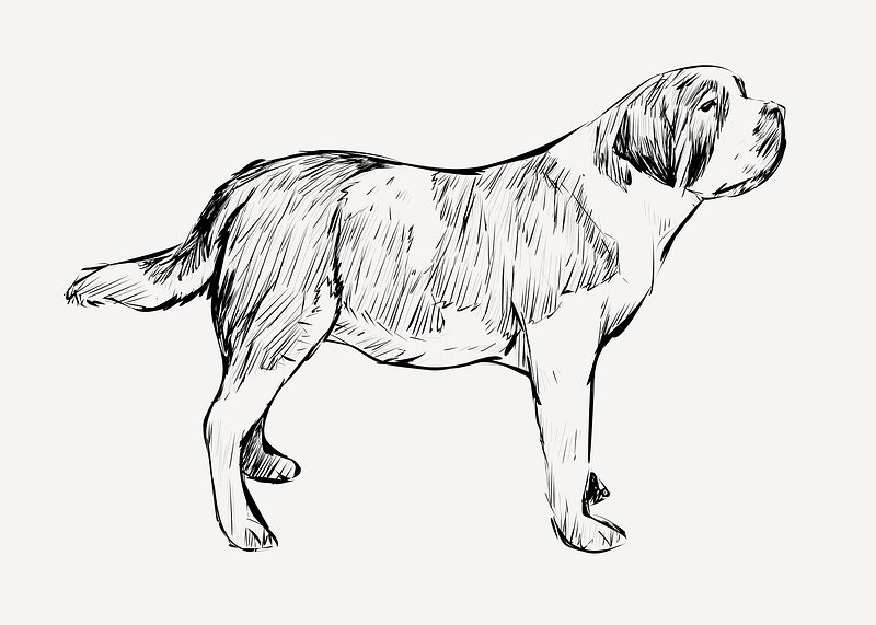 Saint bernard images free photos png stickers wallpapers backgrounds