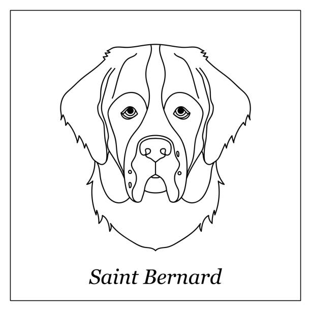 Isolated black outline head of saint bernard on white background line cartoon breed dog portrait stock illustration