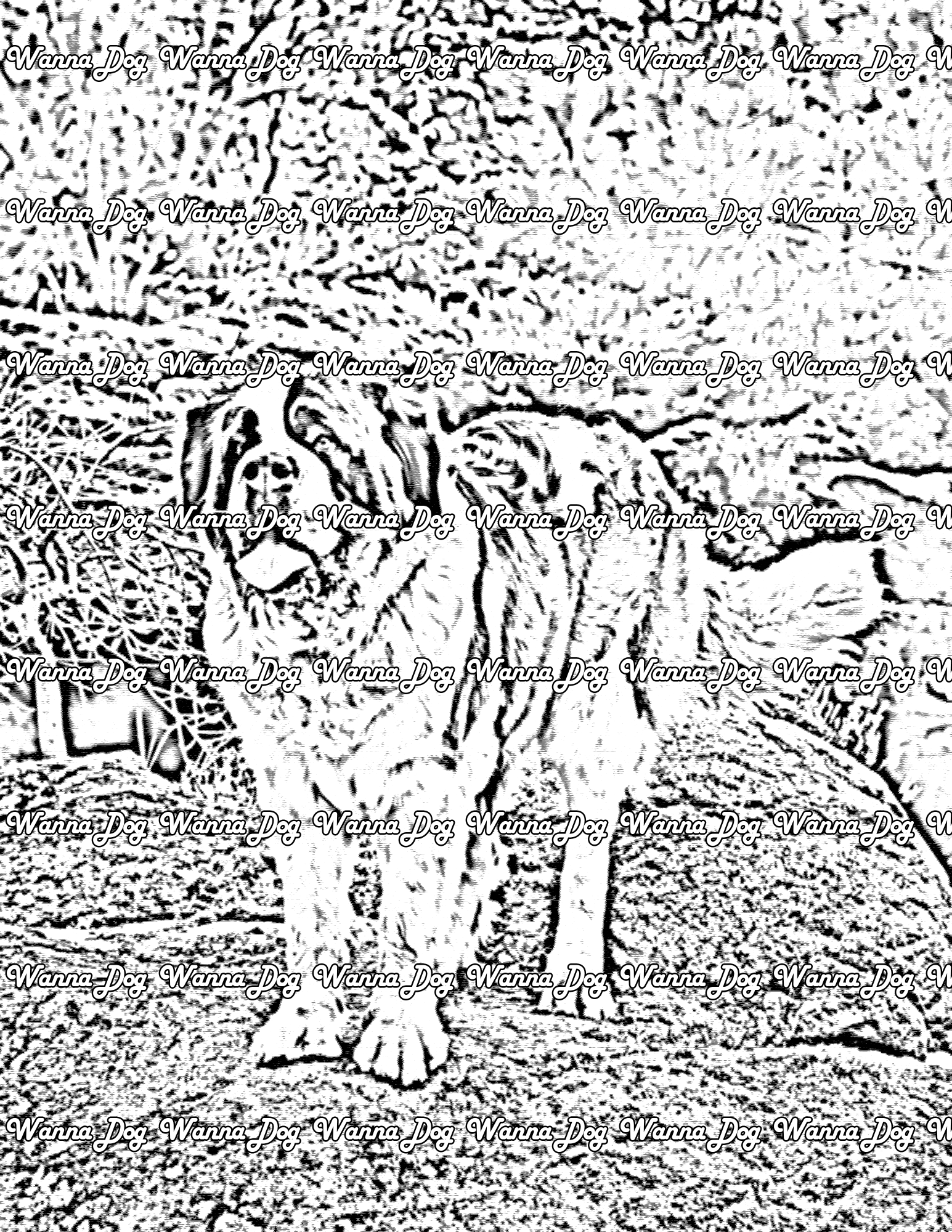 Saint bernard coloring pages â wanna dog
